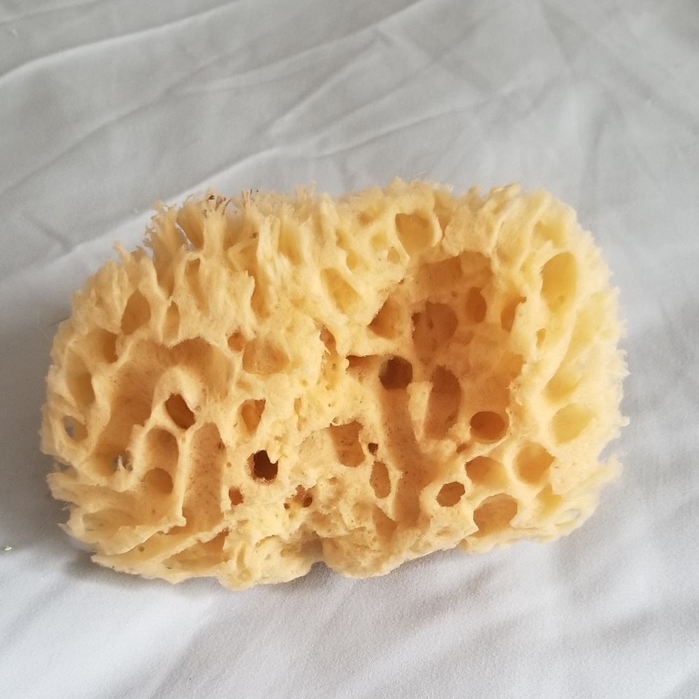 Natural Sponge - Picture 3 of 7